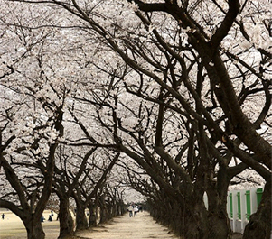 新灘津桜祭りimage1