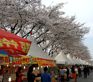 新灘津桜祭りimage2