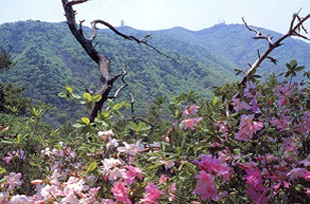 食蔵山(シッチャンサン)自然生態林