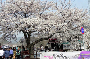 百済文化祭り (계룡산 벚꽃 축제)image2